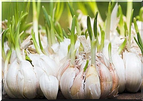 garlic