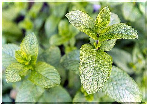 Home remedies with mint