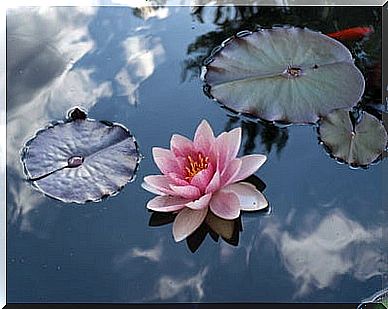 water lily