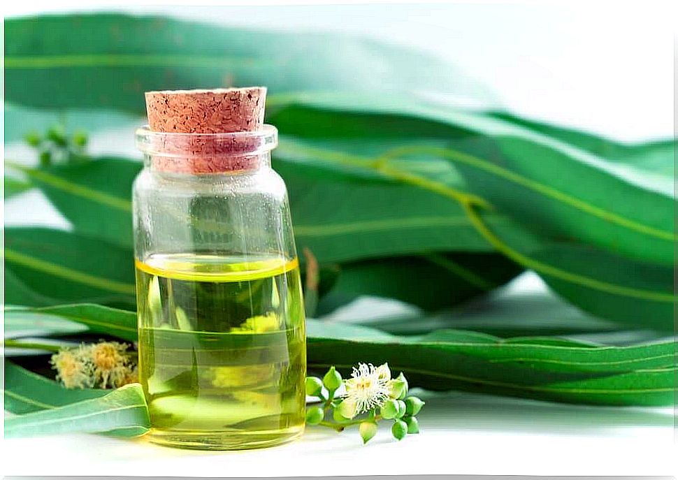 Eucalyptus oil - antibiotics from nature