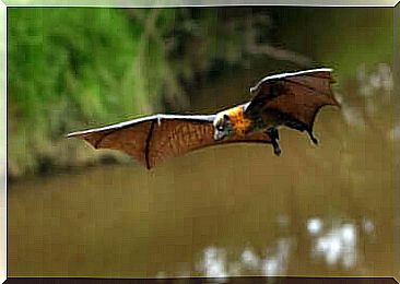 Bat: origin of the coronavirus?