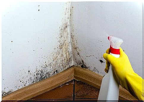 Damp, moldy walls: discover natural solutions