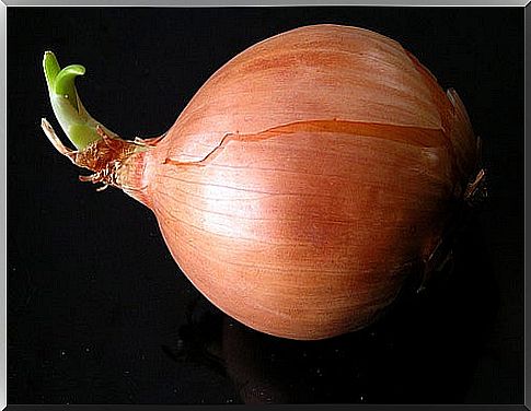 onion