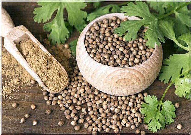 Coriander against heavy menstrual bleeding