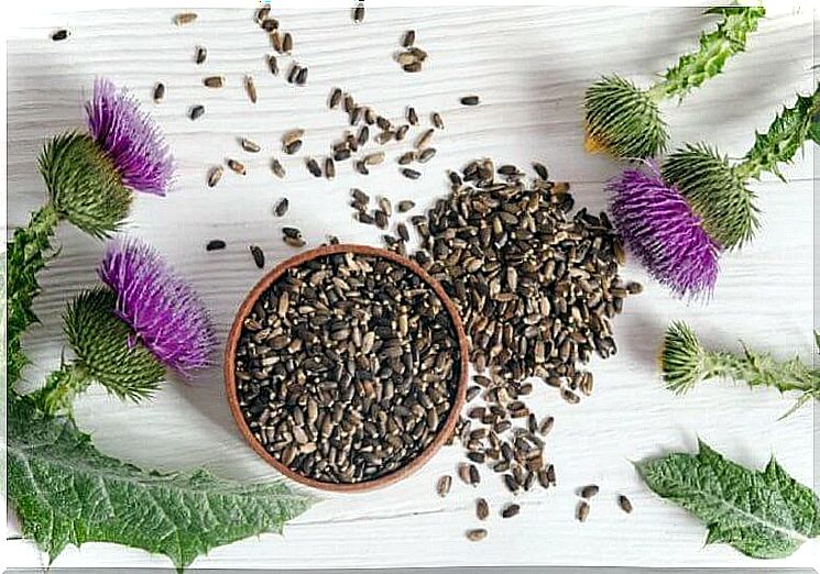 Milk thistle seeds against heavy menstrual bleeding