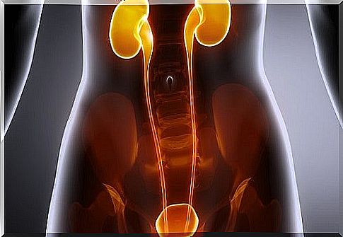 This is how you care for your kidneys and bladder