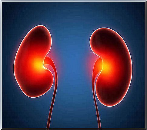 Representation of kidneys