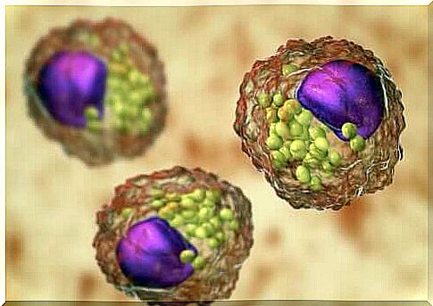 Lipids: properties, types and functions