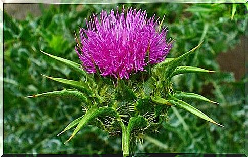 Milk thistle for the care of the pancreas