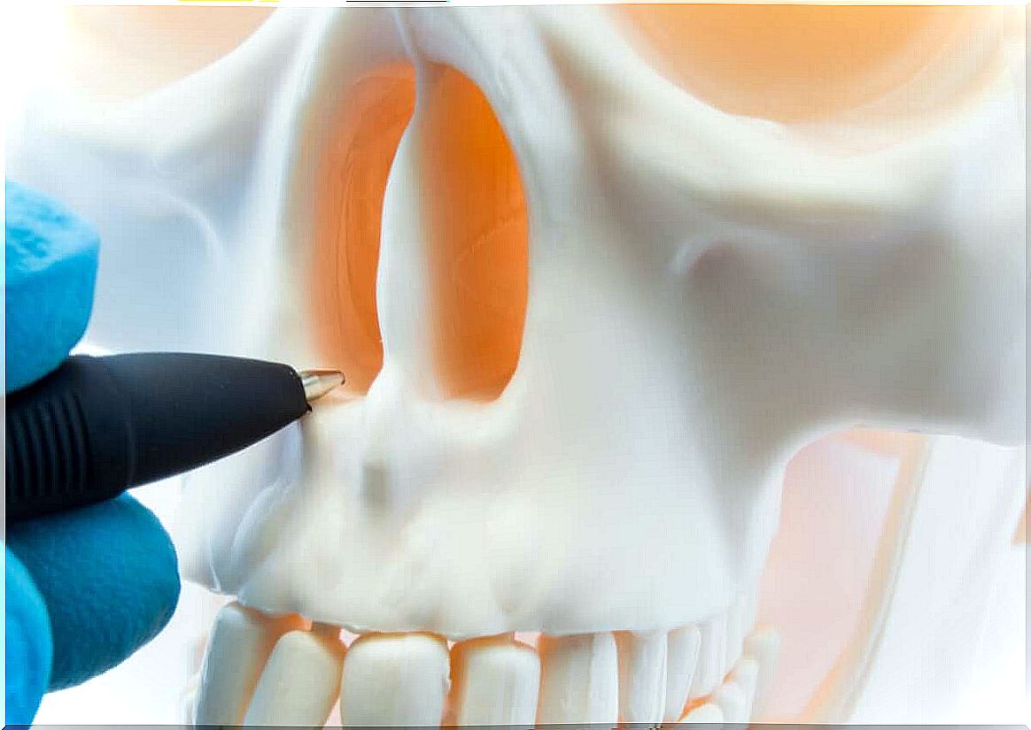 Nasal septum in the skull