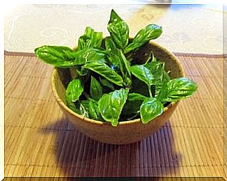 Basil against memory loss