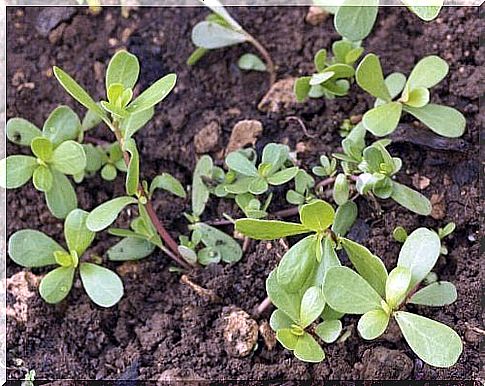 Purslane: 10 properties of this medicinal plant