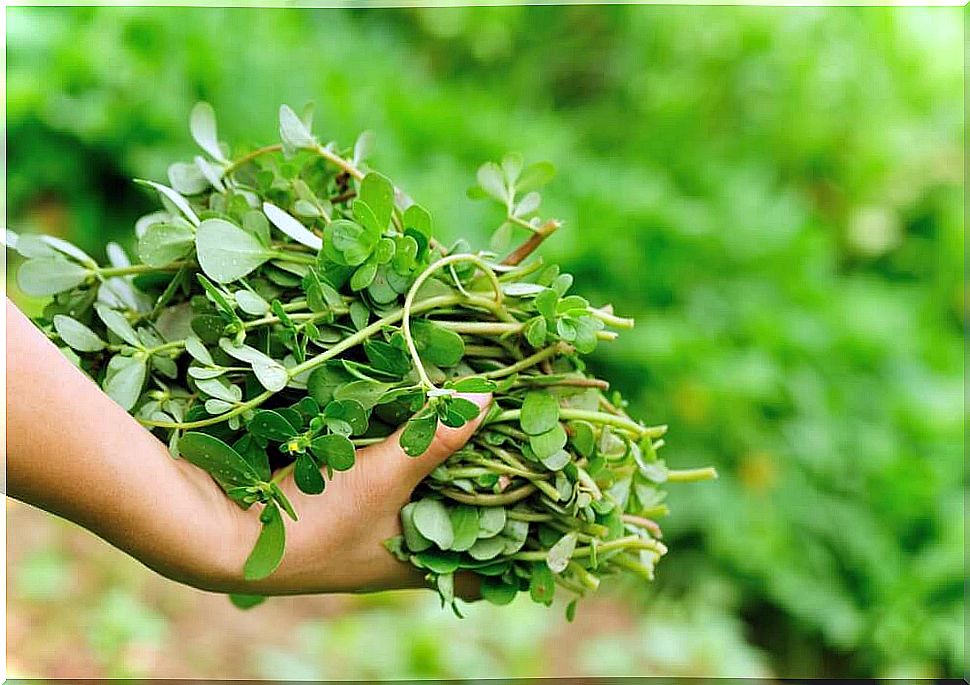 Medicinal plant purslane