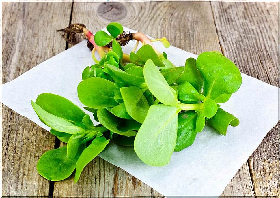 Purslane - preparation