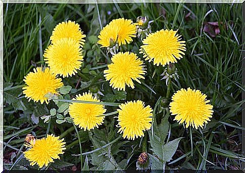 Dandelion flowers in the grass