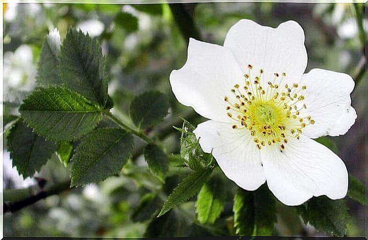 Hawthorn helps against stressed feet