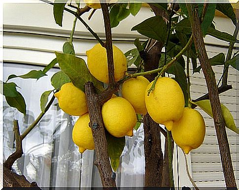 lemon Tree